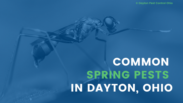 Pest Control Dayton Ohio - Common Spring Pests