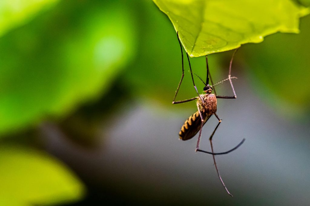 Mosquito Control Dayton Ohio