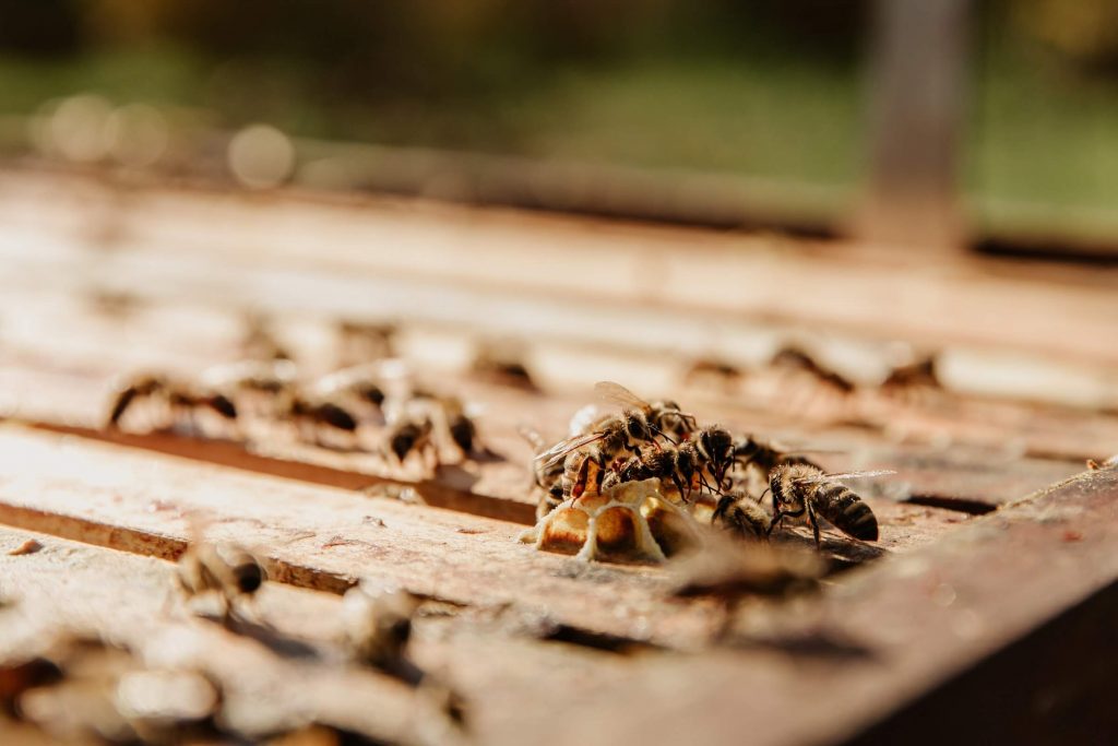 Termite Control Dayton Ohio