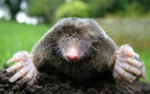 Mole Control In Dayton, Ohio | Dayton Pest Control