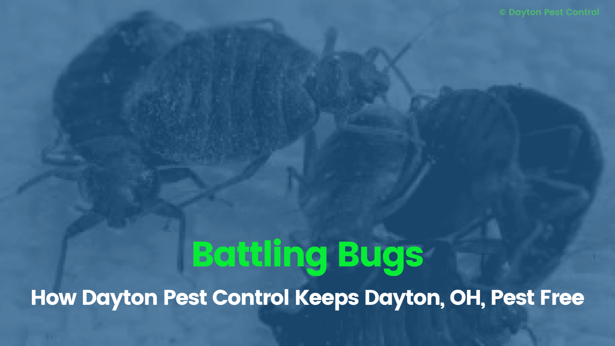 Battling Bugs How Dayton Pest Control Keeps Dayton, OH, PestFree